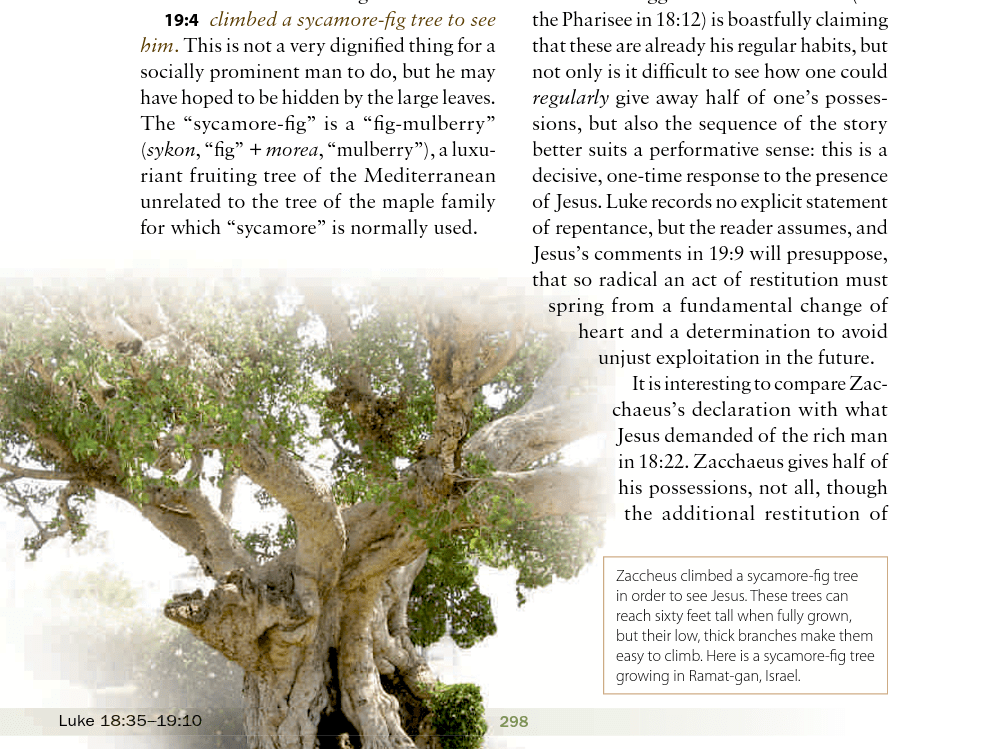 Zacchaeus's Sycamore Tree