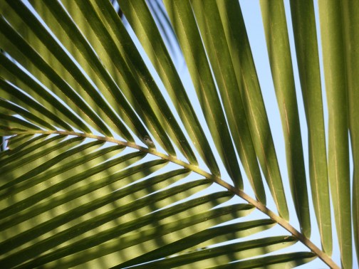 palm